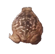spinning frog